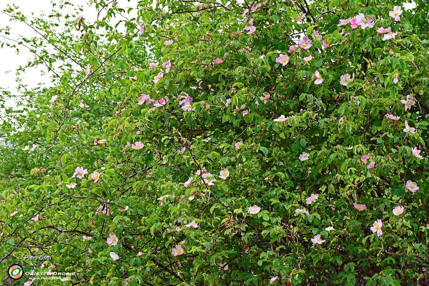11 Estensioni di rosa canina.JPG -                                